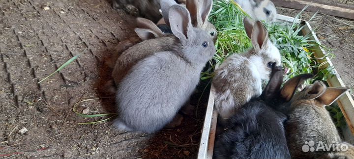 Крольчата
