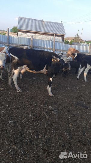 Продам 2 первотелки