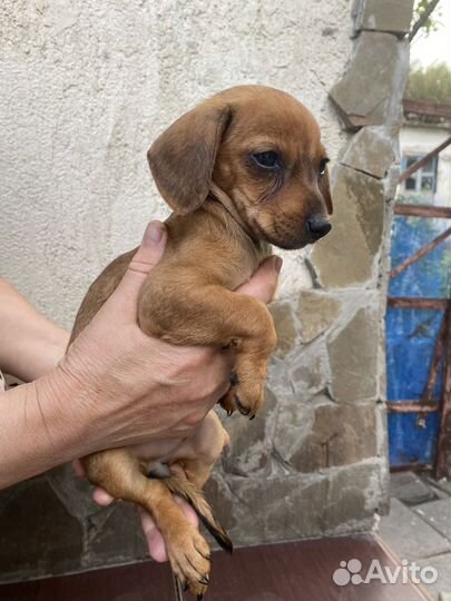 Щенок помесь таксы