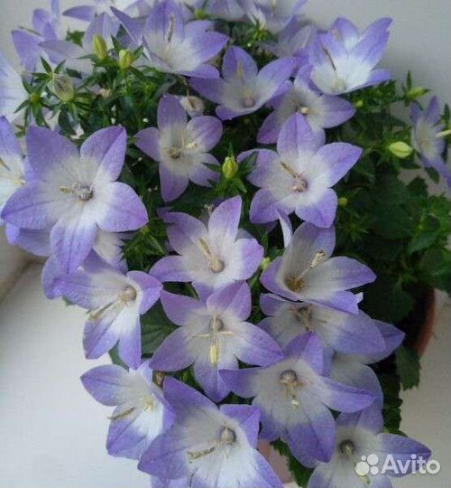 Кампанулы сортовые