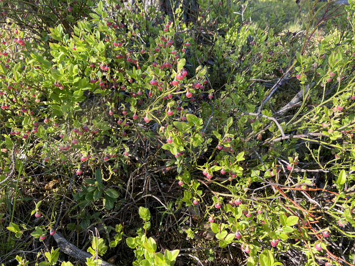 Участок 8 сот. (ИЖС)