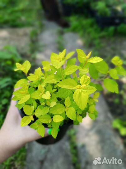 Спирея голден принцесс