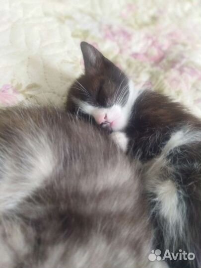 Отдам котят