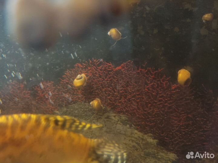 Улитки аквариумные ампулярии