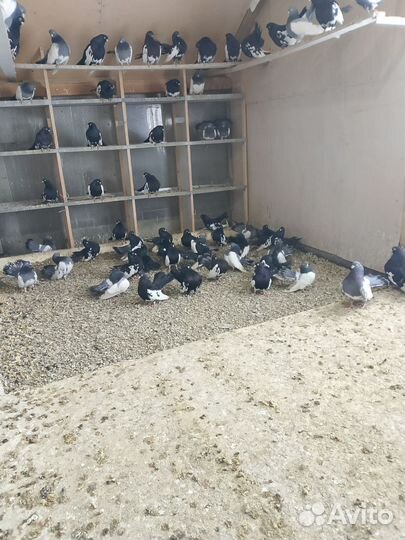 Продажа голубей