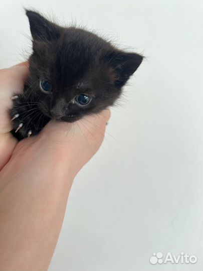 Чёрные котята