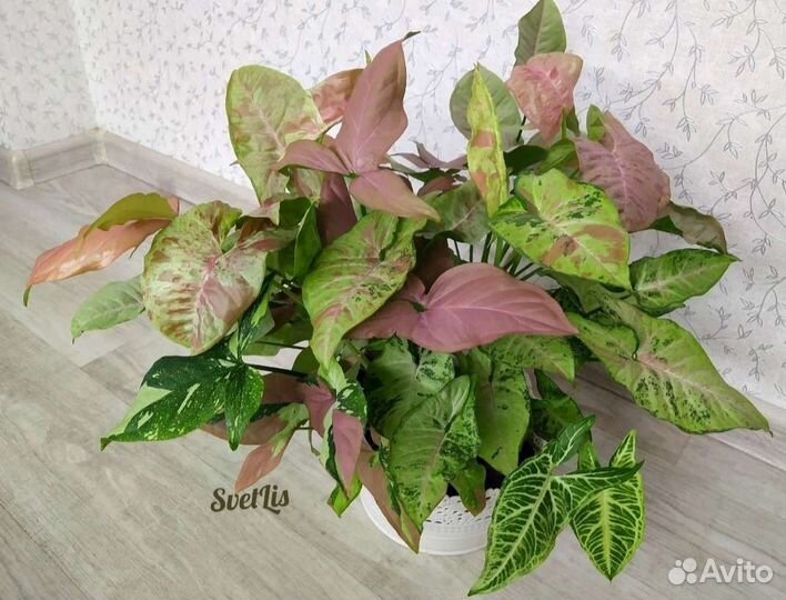 Сингониумы