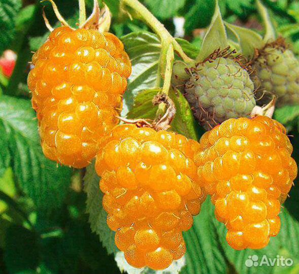 Саженцы малины желтой