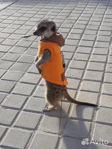 Сурикат одежда новая