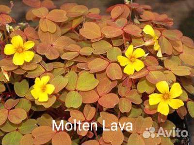 Oxalis vulcanicola 3 сорта