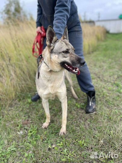 Восточноевропейская овчарка помесь