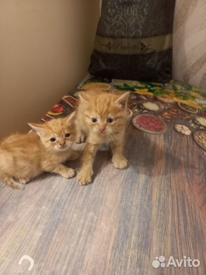 Отдам котят 2 мальчика,возраст 1 месяц
