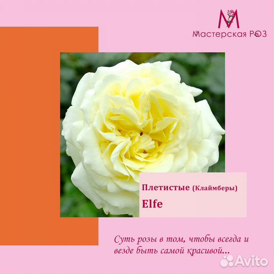 Саженцы роз плетистая