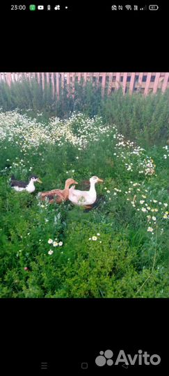 Утки,гуси
