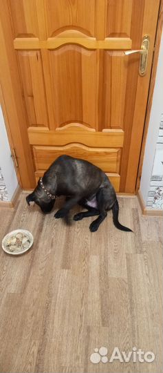 Продам щенка 6 месяцев,привитый,паспорт есть