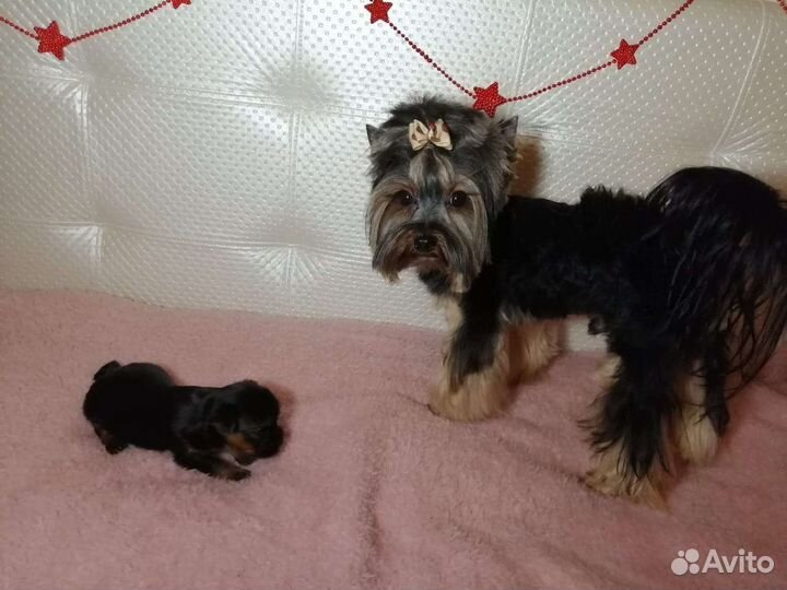 Вязка с супер йорком. Великолепный Ивгарт