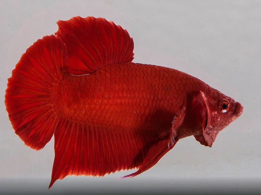 Петушок Плакат (Betta splendens varr.Plakat) Ас