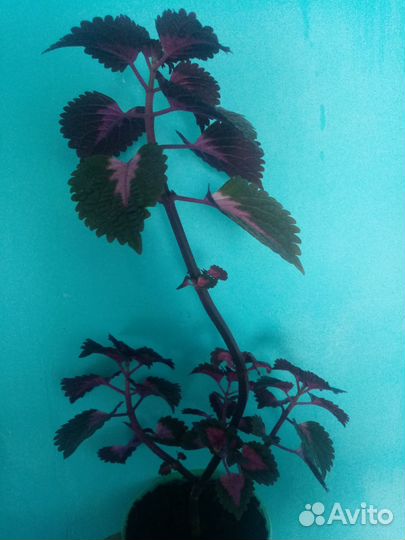 Продам колеус