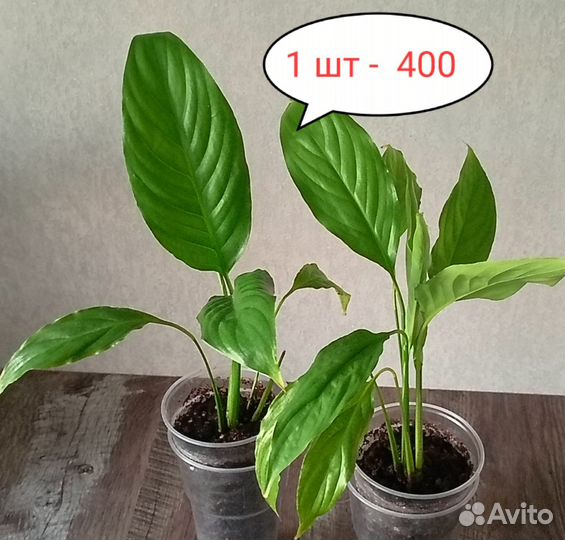 Спатифиллум