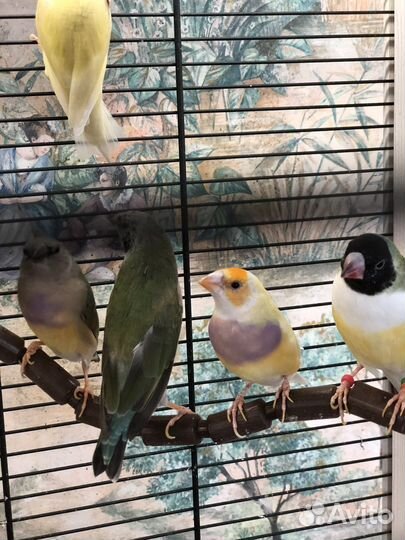 Амадин гульда