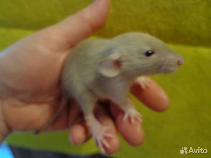 Крыса дамбо