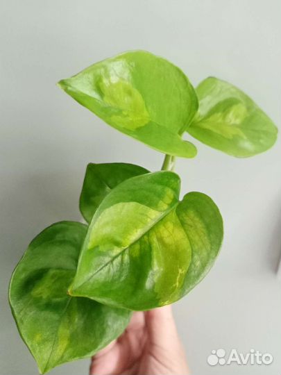 Эпипремнумы сортовые