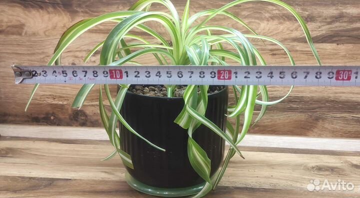 Хлорофитум