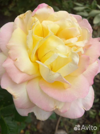 Саженцы роз Девида Остина