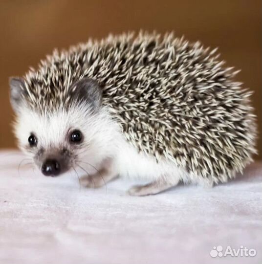 Африканский ёжик