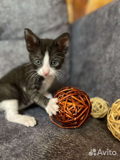 Котенок в дар