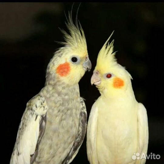 Попугай карелла