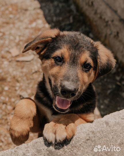 Яркая тихоня Сэра ищет дом