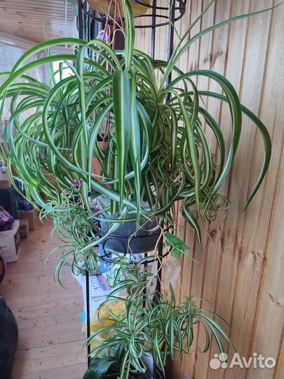 Хлорофитум