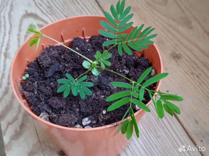 Мимоза стыдливая