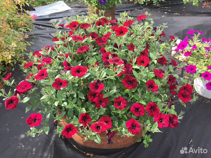 Петуния и другие цветы