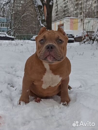 Щенки американской булли