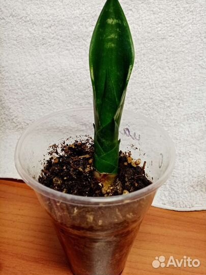 Сансевиерия