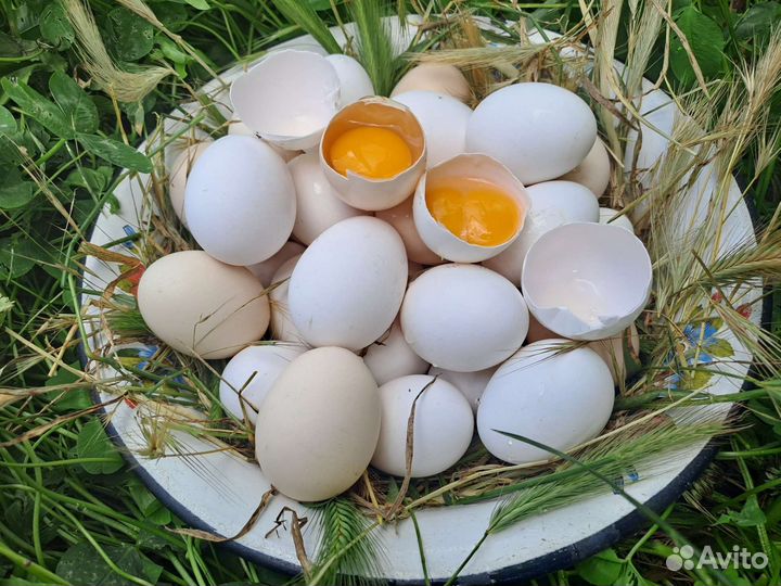 Домашние куриные яйца