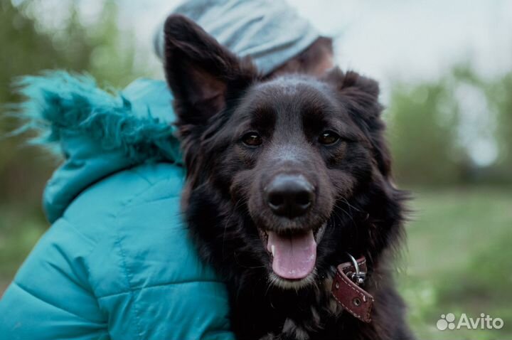 Красивый пес Алтай в добрые руки