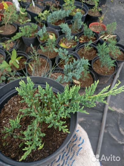 Можевельник в ассортименте