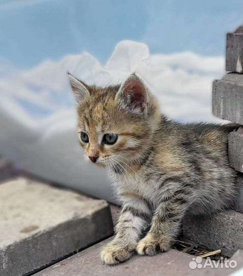 Котят подкинули в коробке