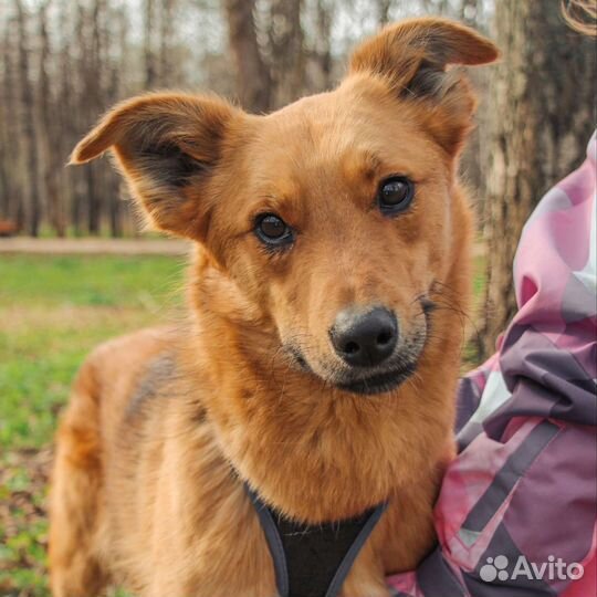 Овчарка в добрые руки метис шпиц