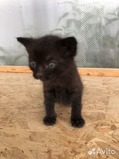 Котята в добрые руки даром
