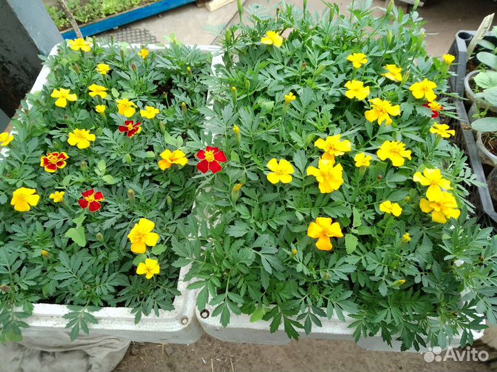 Рассада цветов,томаты