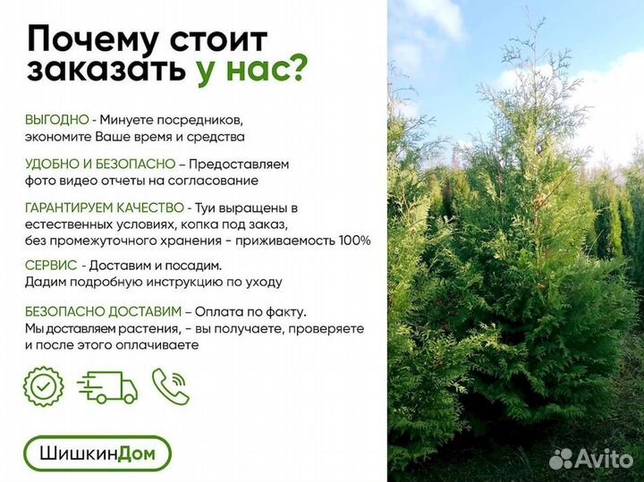 Туя Брабант в комах с полей