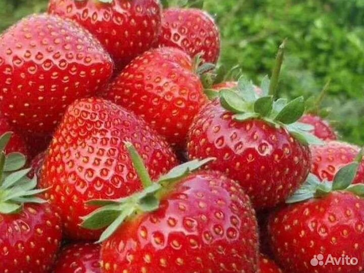 Рассада ремонтантнойклубники