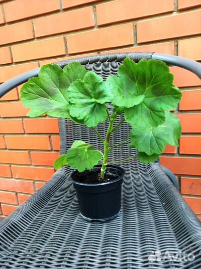 Пеларгония герань красная, белая, розовая