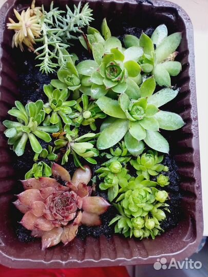 Молодило садовое