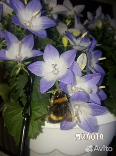 Кампанула.(жених и невеста,любов