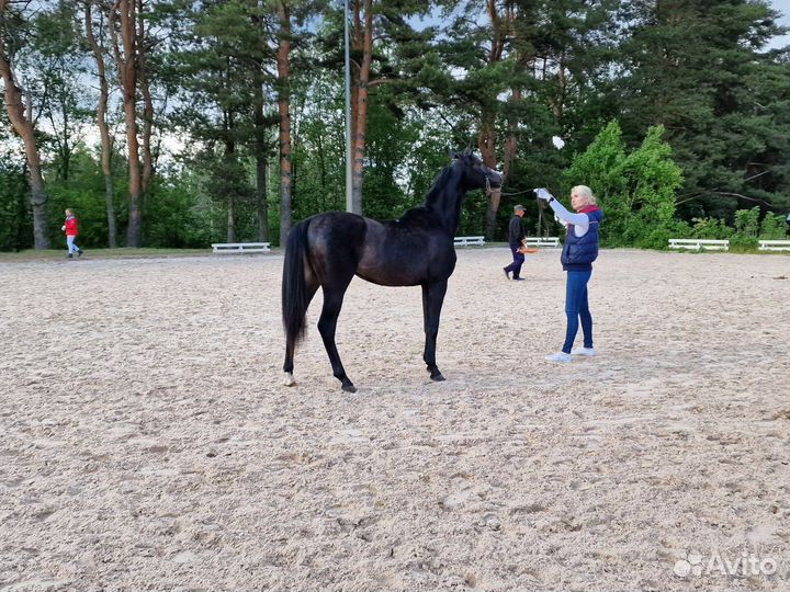 Арабский жеребец